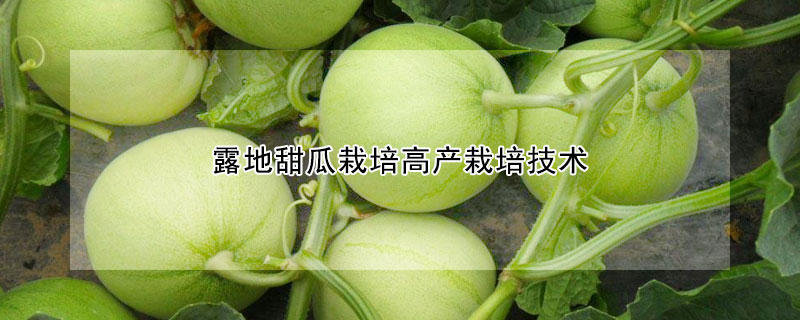 露地甜瓜栽培高产栽培技术