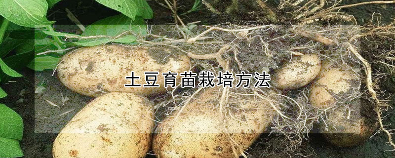 土豆育苗栽培方法