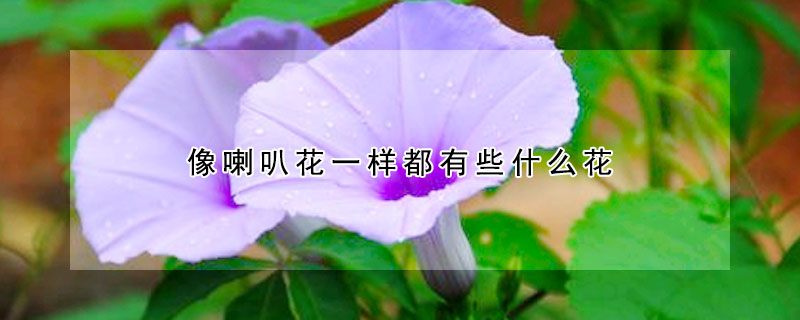 像喇叭花一样都有些什么花