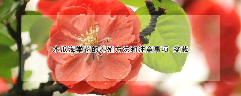 木瓜海棠花的养殖方法和注意事项 盆栽