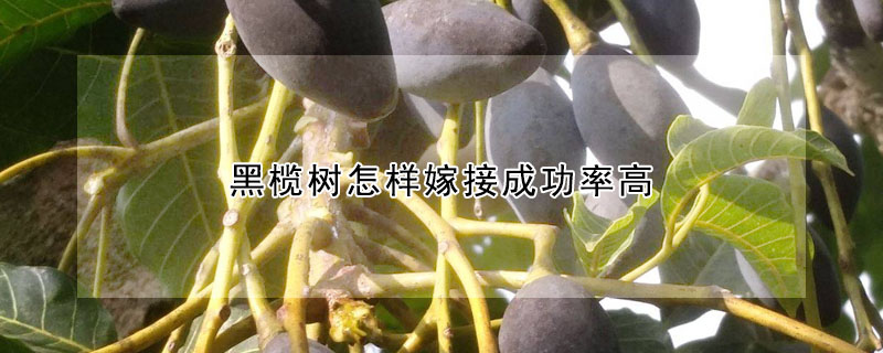 黑榄树怎样嫁接成功率高