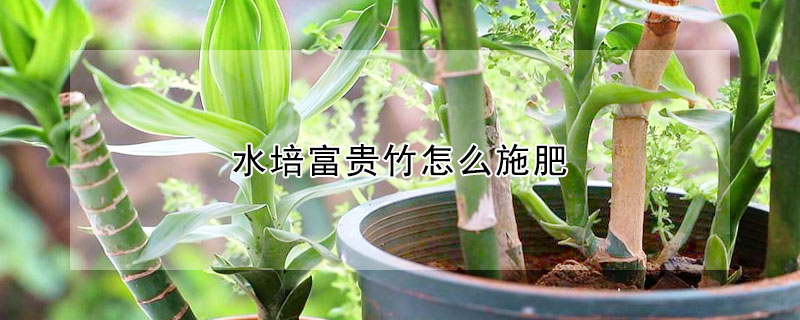 水培富贵竹怎么施肥