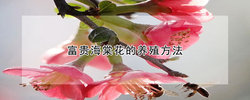 富贵海棠花的养殖方法