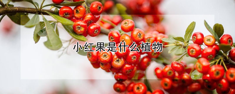 小红果是什么植物