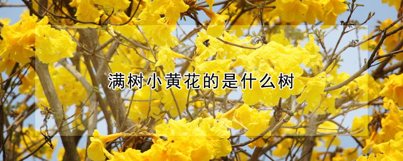 满树小黄花的是什么树