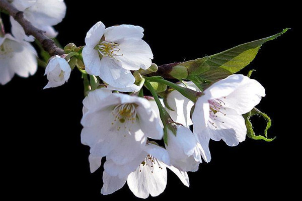梨花是什么季节开的