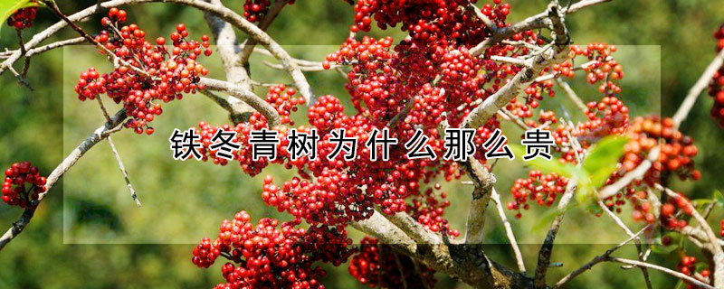 铁冬青树为什么那么贵