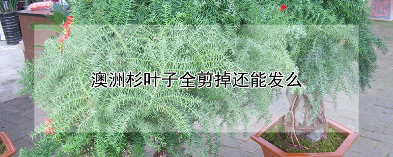 澳洲杉叶子全剪掉还能发么
