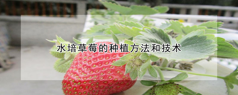 水培草莓的种植方法和技术