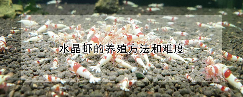 水晶虾的养殖方法和难度