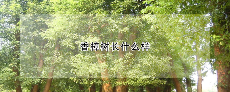 香樟树长什么样