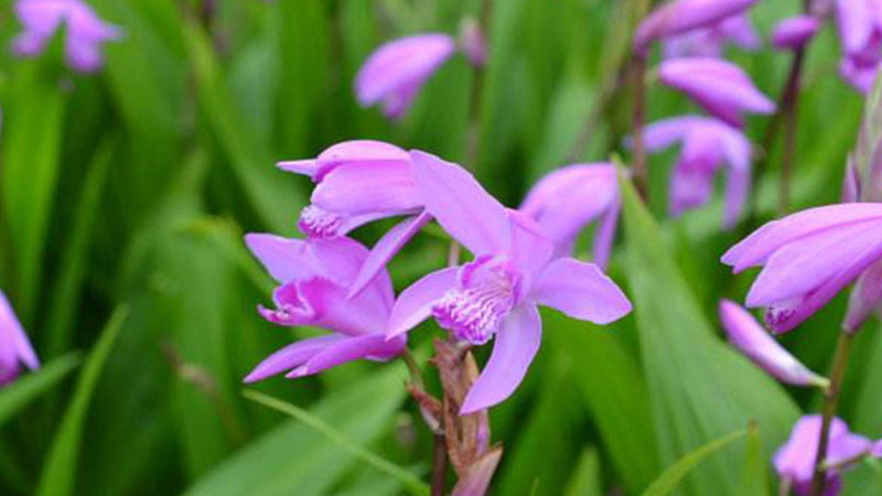 白芨有几种