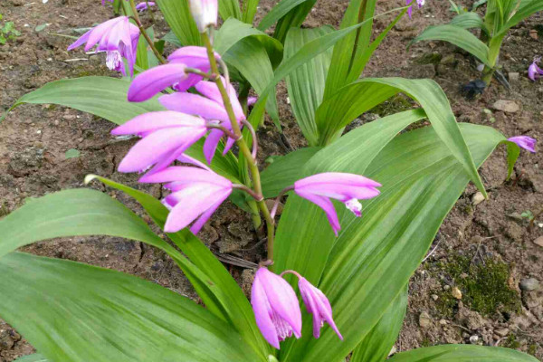 白芨有几种