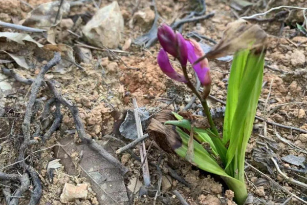 白芨有几种