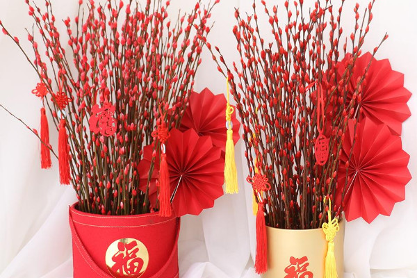 银柳是什么植物