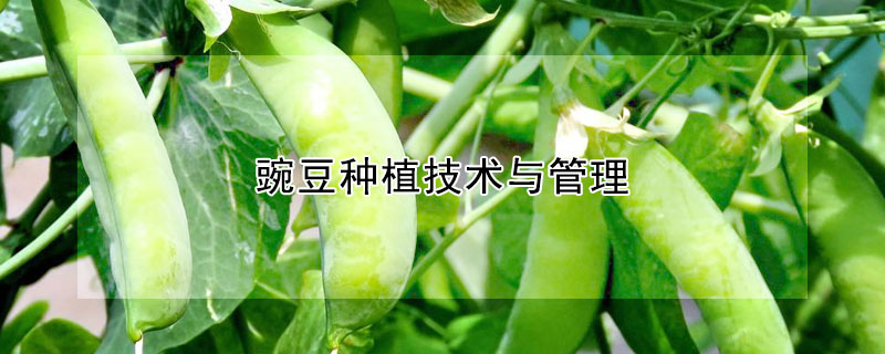 豌豆种植技术与管理
