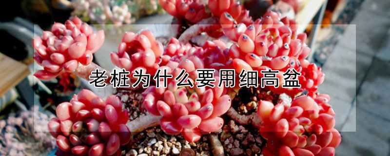 老桩为什么要用细高盆