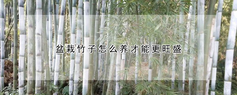 盆栽竹子怎么养才能更旺盛