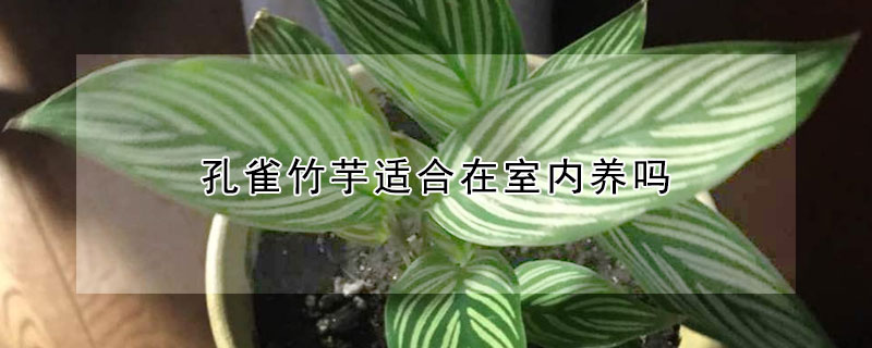 孔雀竹芋适合在室内养吗