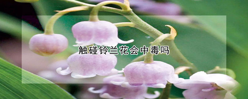 触碰铃兰花会中毒吗