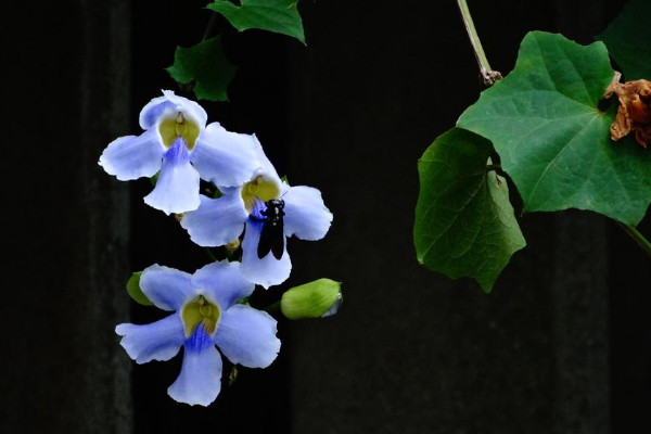 月光花长什么样子