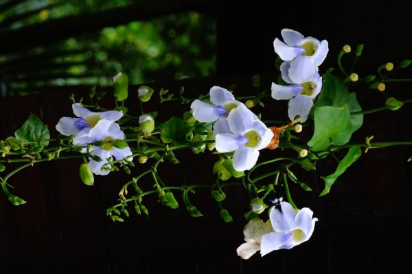 月光花长什么样子