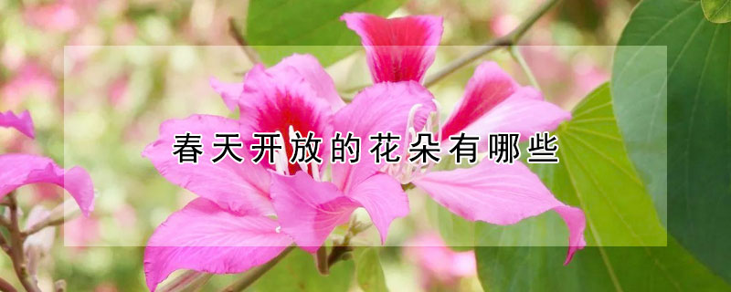 春天开放的花朵有哪些