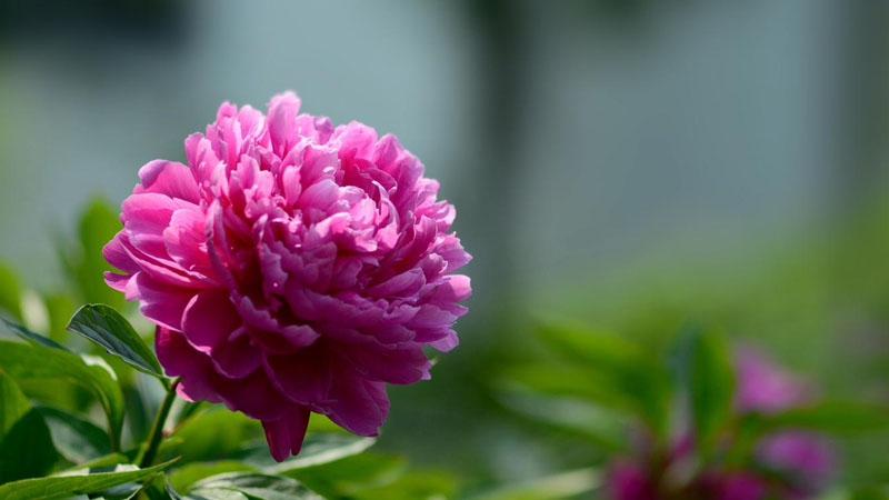 芍药长什么样