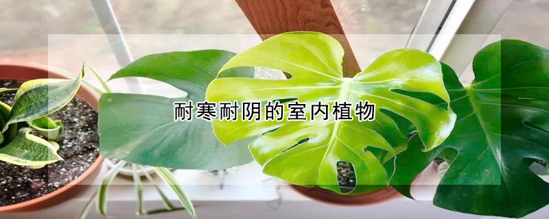 耐寒耐阴的室内植物