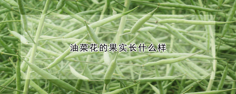 油菜花的果实长什么样