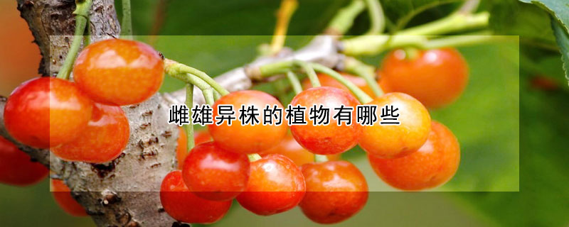 雌雄异株的植物有哪些