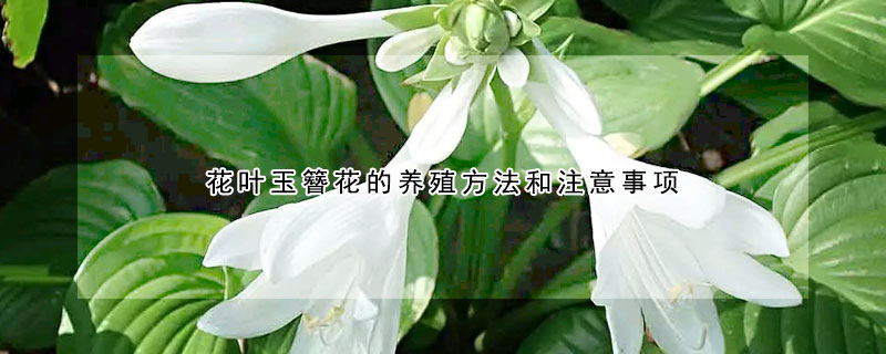 花叶玉簪花的养殖方法和注意事项