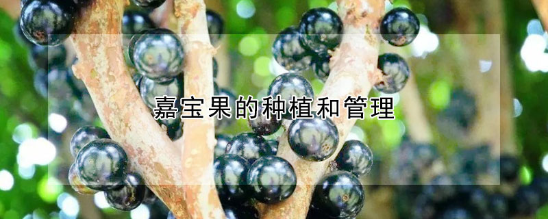嘉宝果的种植和管理