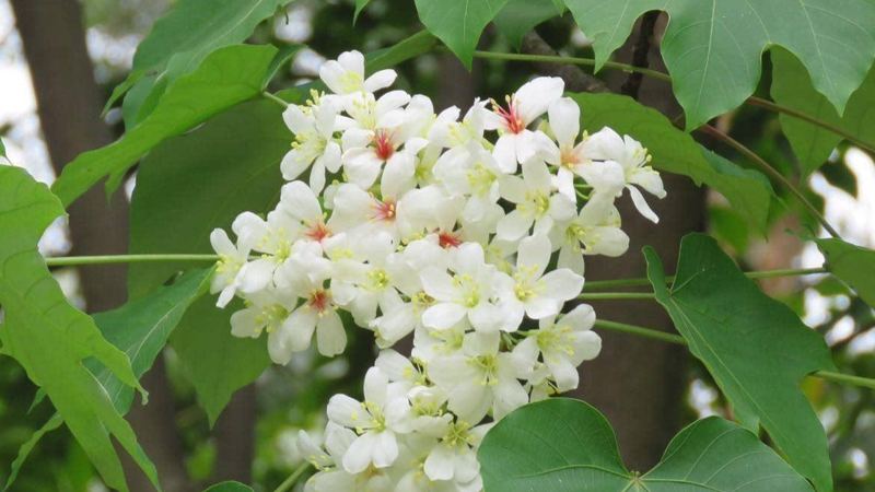 开白花的树叫什么名字