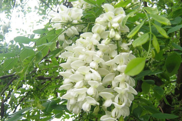 开白花的树叫什么名字