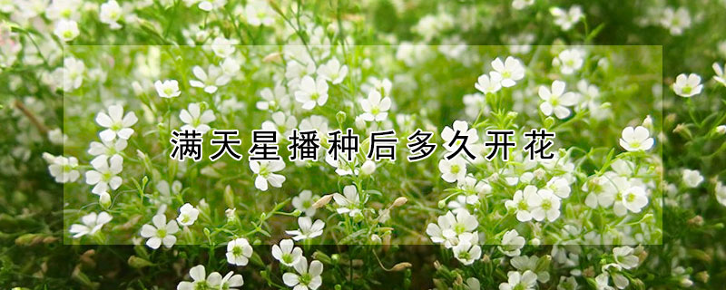 满天星播种后多久开花