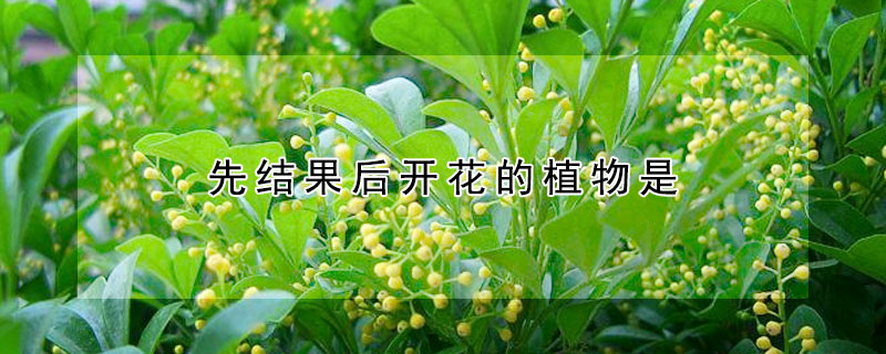 先结果后开花的植物是