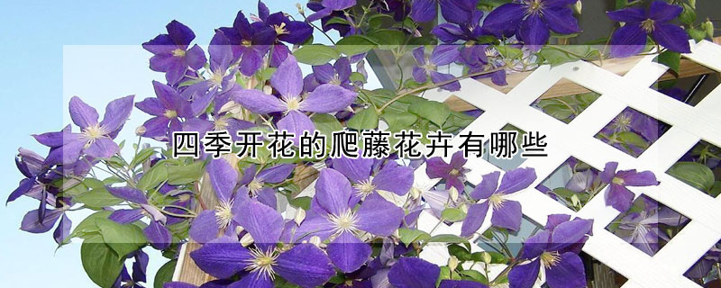 四季开花的爬藤花卉有哪些