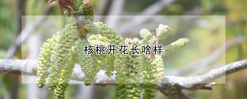 核桃开花长啥样