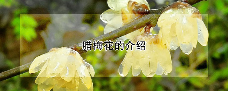 腊梅花的介绍