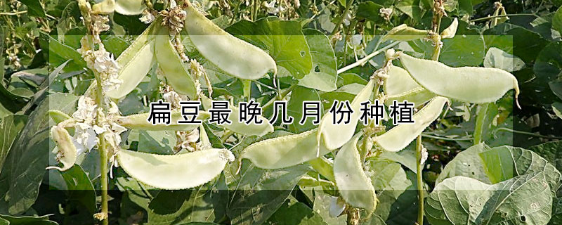 扁豆最晚几月份种植
