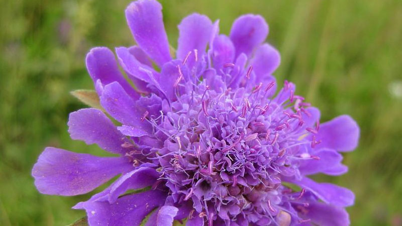 蓝盆花的养殖方法和注意事项