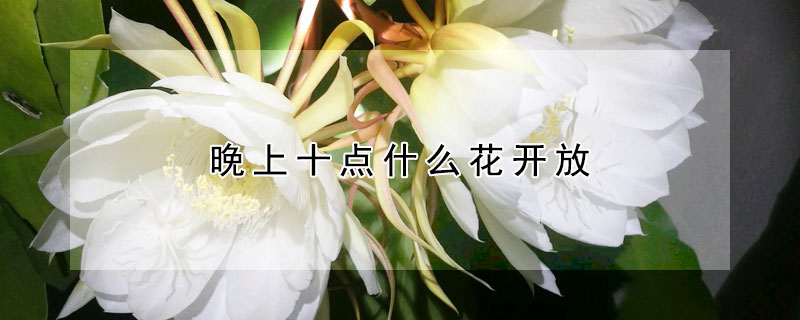 晚上十点什么花开放