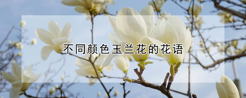 不同颜色玉兰花的花语