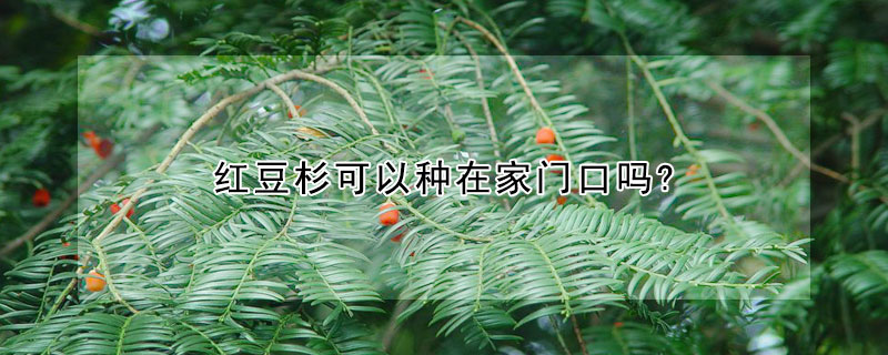 红豆杉可以种在家门口吗?
