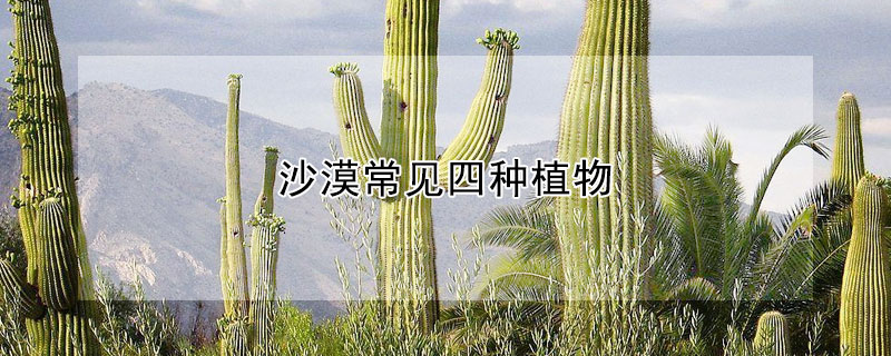 沙漠常见四种植物