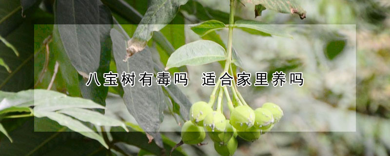 八宝树有毒吗 适合家里养吗