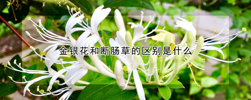 金银花和断肠草的区别是什么