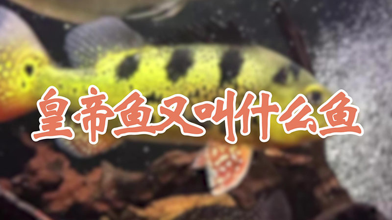 皇帝鱼又叫什么鱼