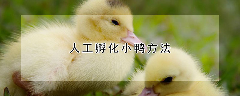 人工孵化小鸭方法